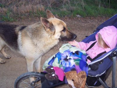 Canine Friends Image
